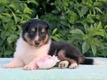 puppies