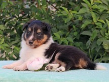 puppies
