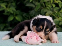 puppies