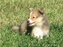 puppies