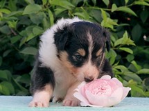 puppies
