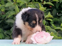 puppies