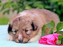 puppies
