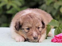 puppies