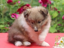 puppies