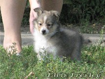 puppies