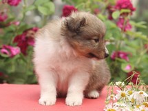 puppies