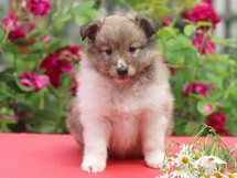 puppies