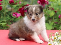 puppies