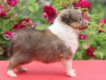 puppies