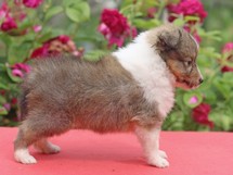 puppies