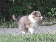 puppies