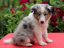 puppies