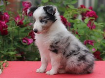 puppies