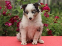 puppies