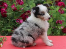 puppies