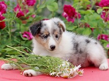 puppies