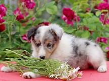 puppies