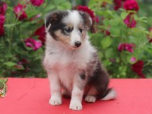 puppies
