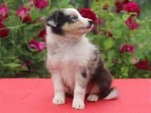 puppies