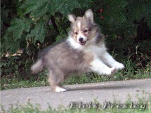 puppies