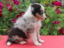 puppies