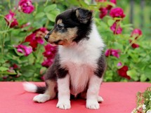 puppies