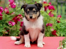 puppies