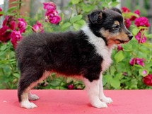 puppies