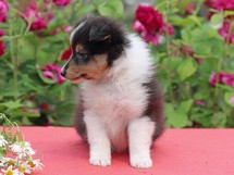 puppies