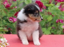 puppies
