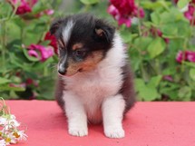 puppies