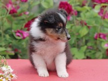 puppies