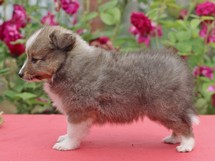 puppies