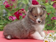 puppies