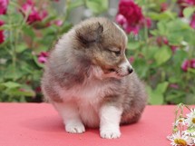 puppies