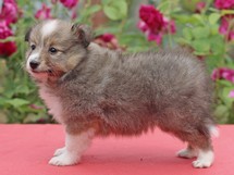 puppies