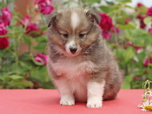 puppies
