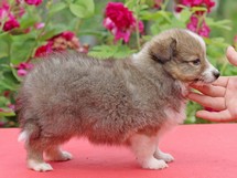 puppies
