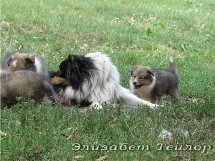 puppies