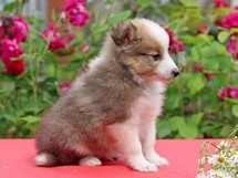 puppies