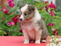 puppies