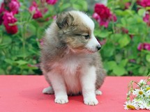 puppies