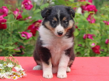 puppies
