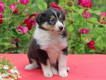 puppies