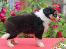 puppies