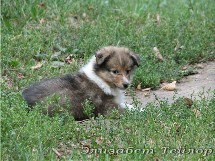 puppies