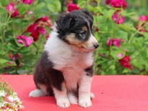 puppies