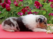 puppies