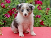 puppies